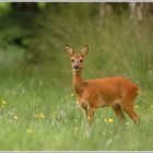 Reh (Capreolus capreolus)