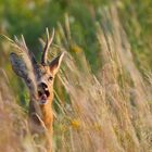 * Reh (Capreolus capreolus)