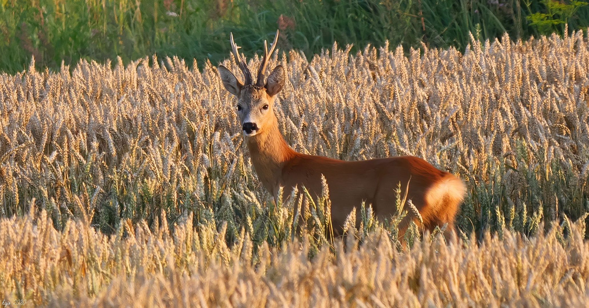 * Reh (Capreolus capreolus) *