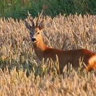 * Reh (Capreolus capreolus) *