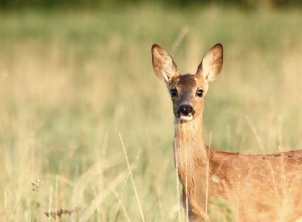  Reh (Capreolus capreolus) 