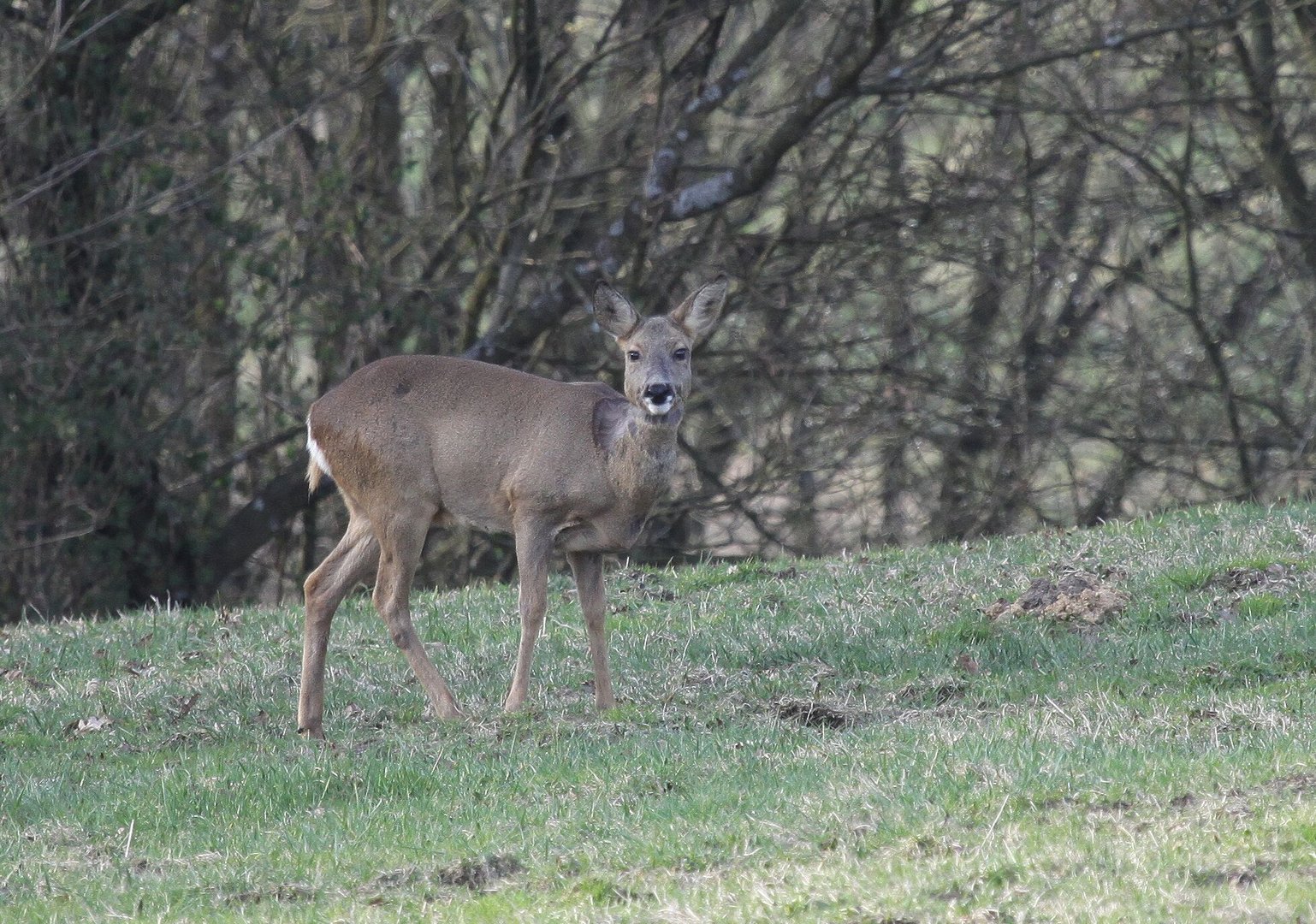 Reh (Capreolus capreolus)