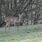 Reh (Capreolus capreolus)