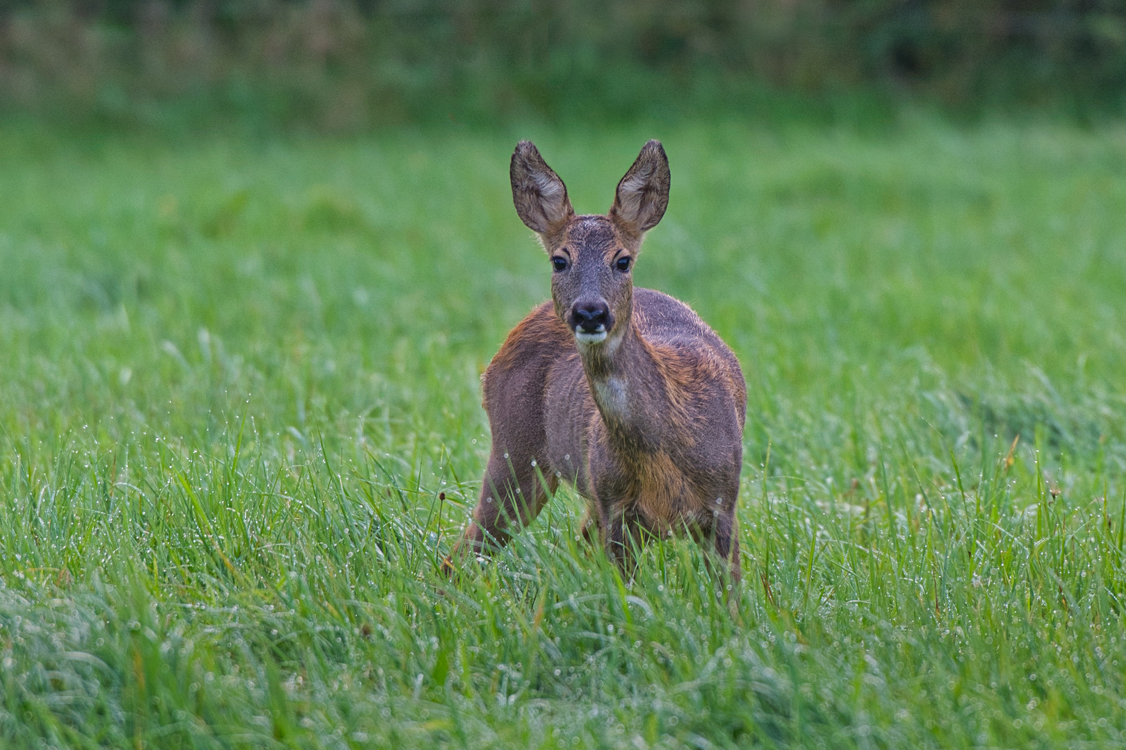 Reh (Capreolus capreolus)