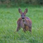 Reh (Capreolus capreolus)