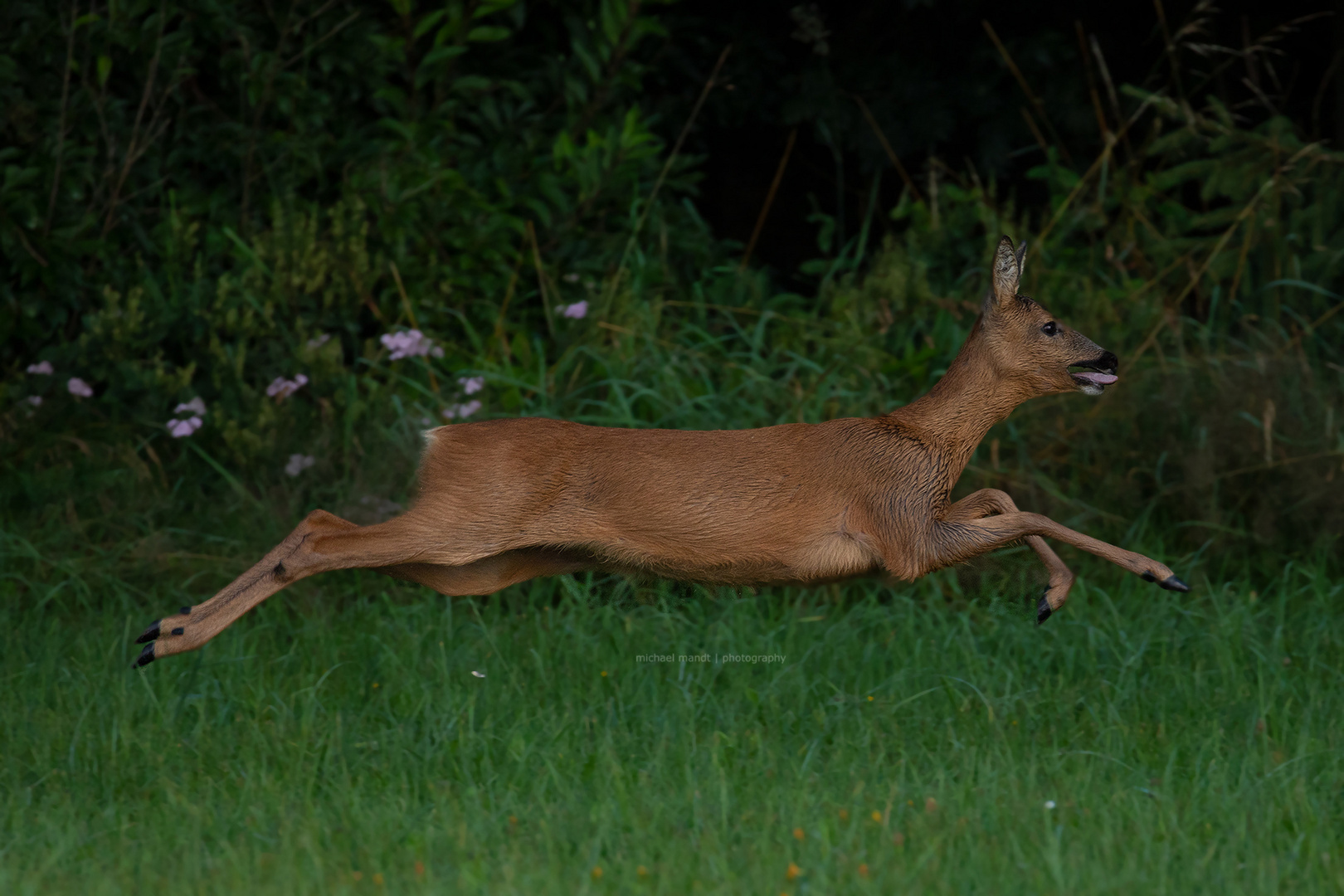 Reh - Capreolus capreolus