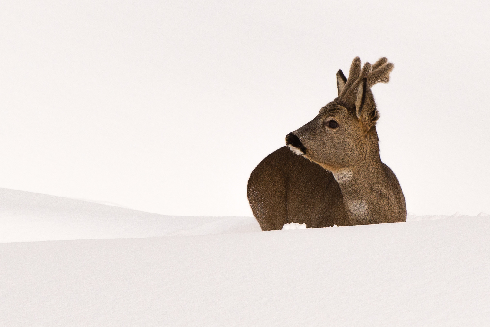 Reh (Capreolus capreolus); Blick zurück