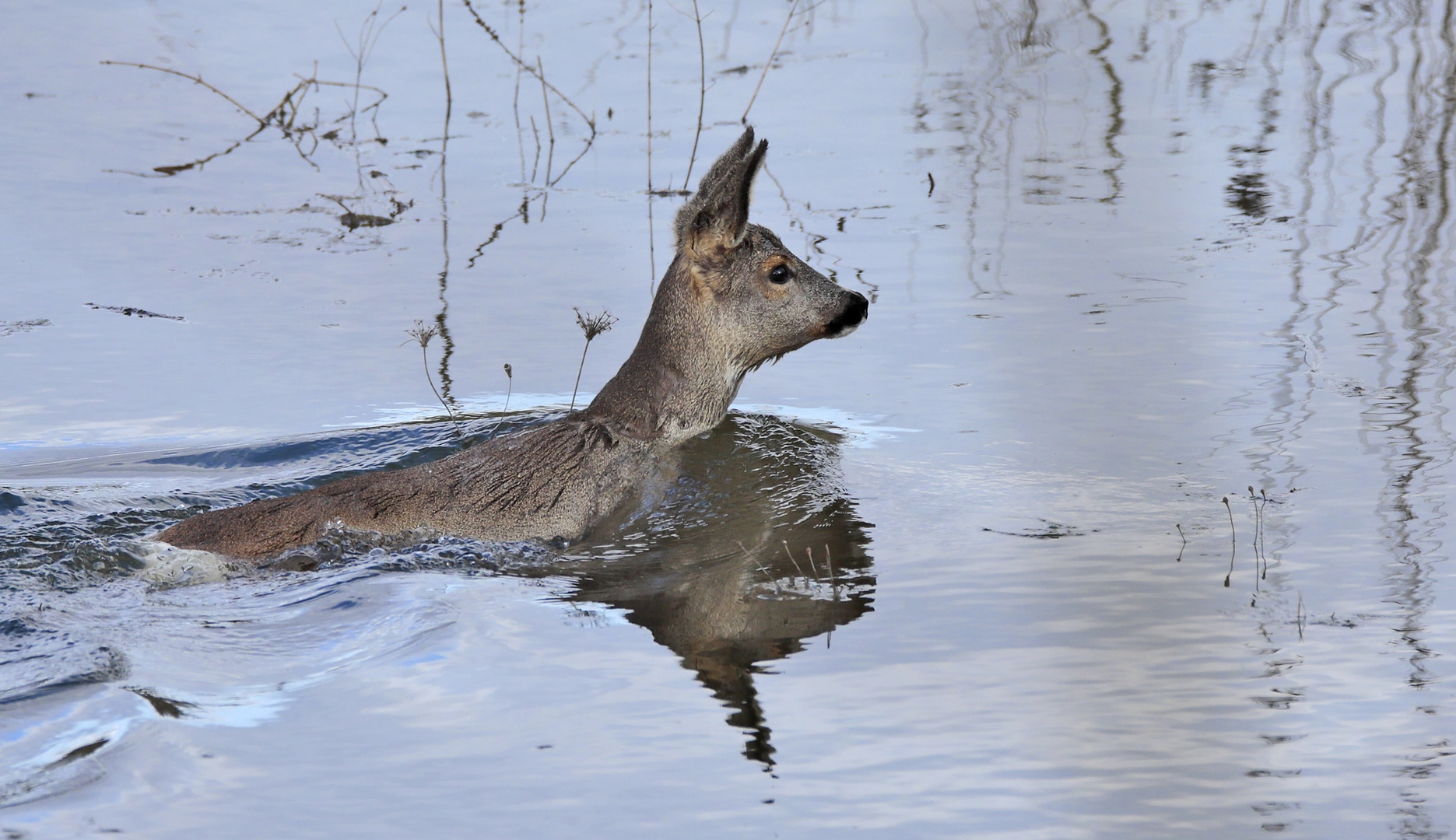 Reh (Capreolus capreolus)