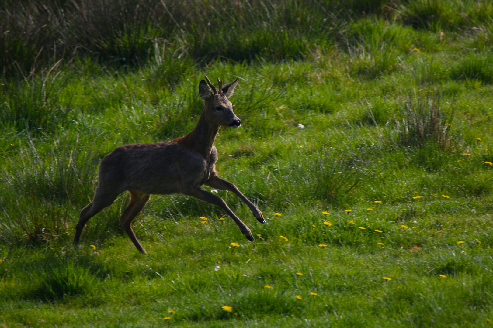 Reh [Capreolus capreolus]