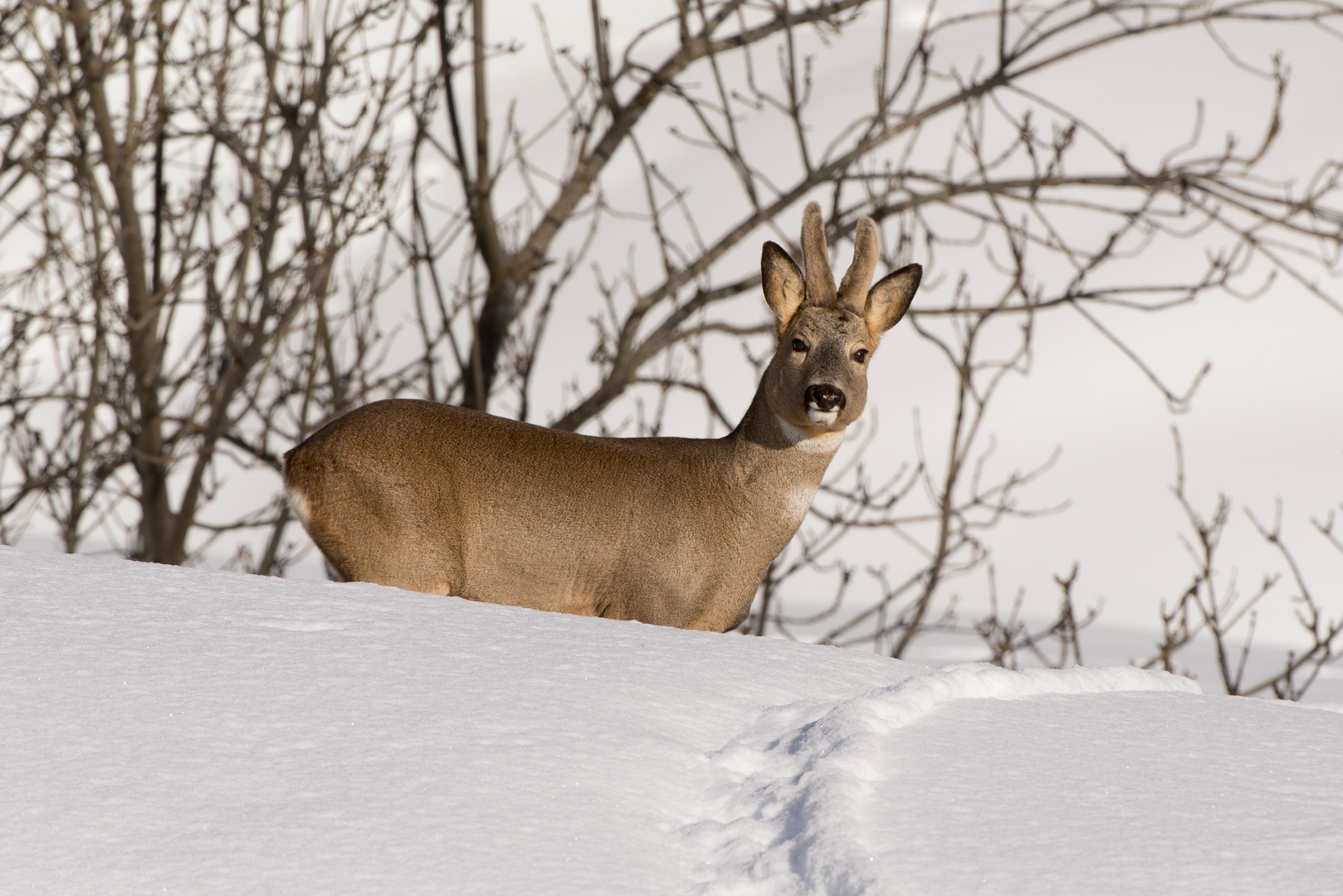 Reh (Capreolus capreolus); im Abendlicht