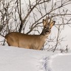 Reh (Capreolus capreolus); im Abendlicht