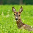  Reh (Capreolus capreolus) im Klee