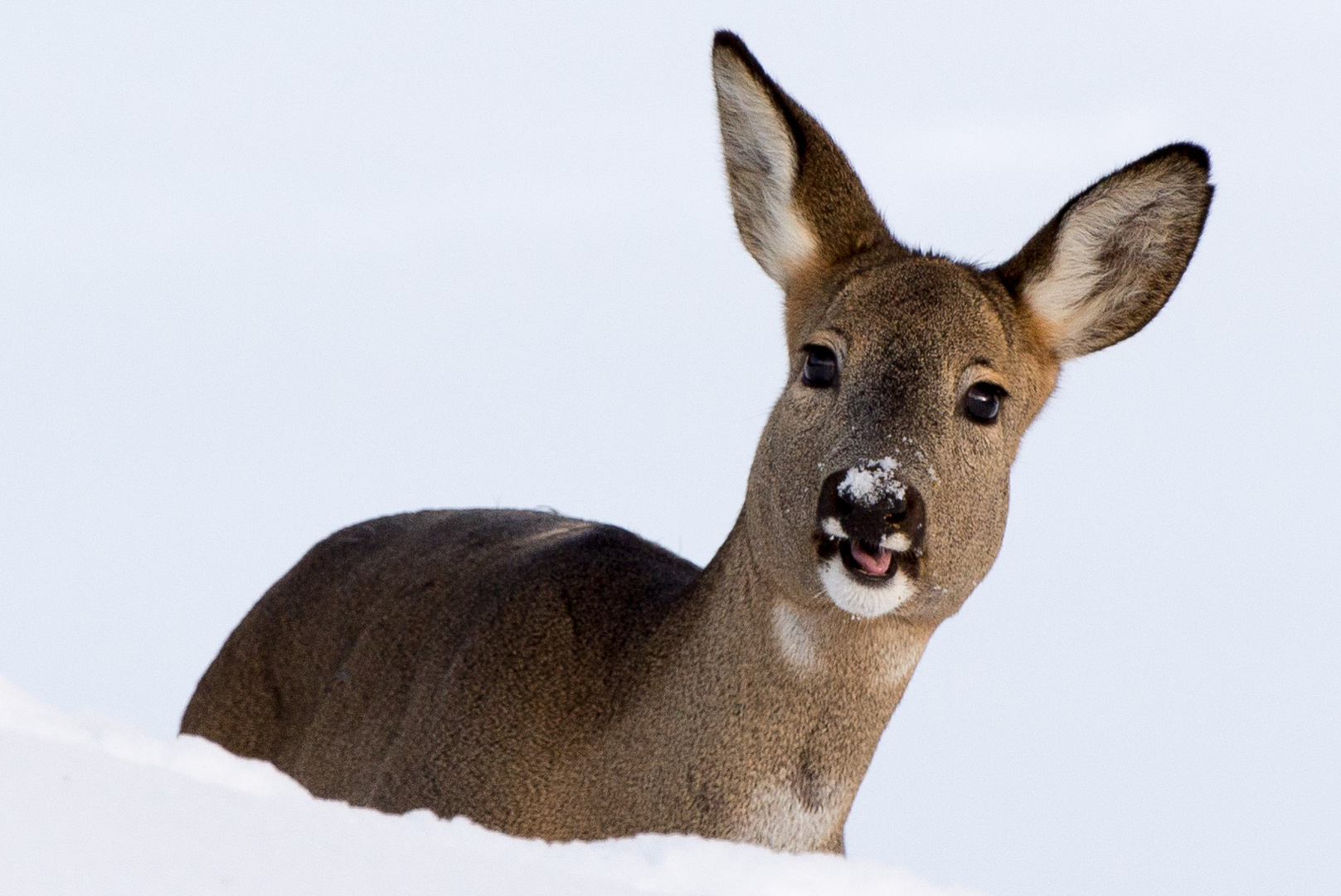 Reh (Capreolus capreolus); süsse Rehgeiss