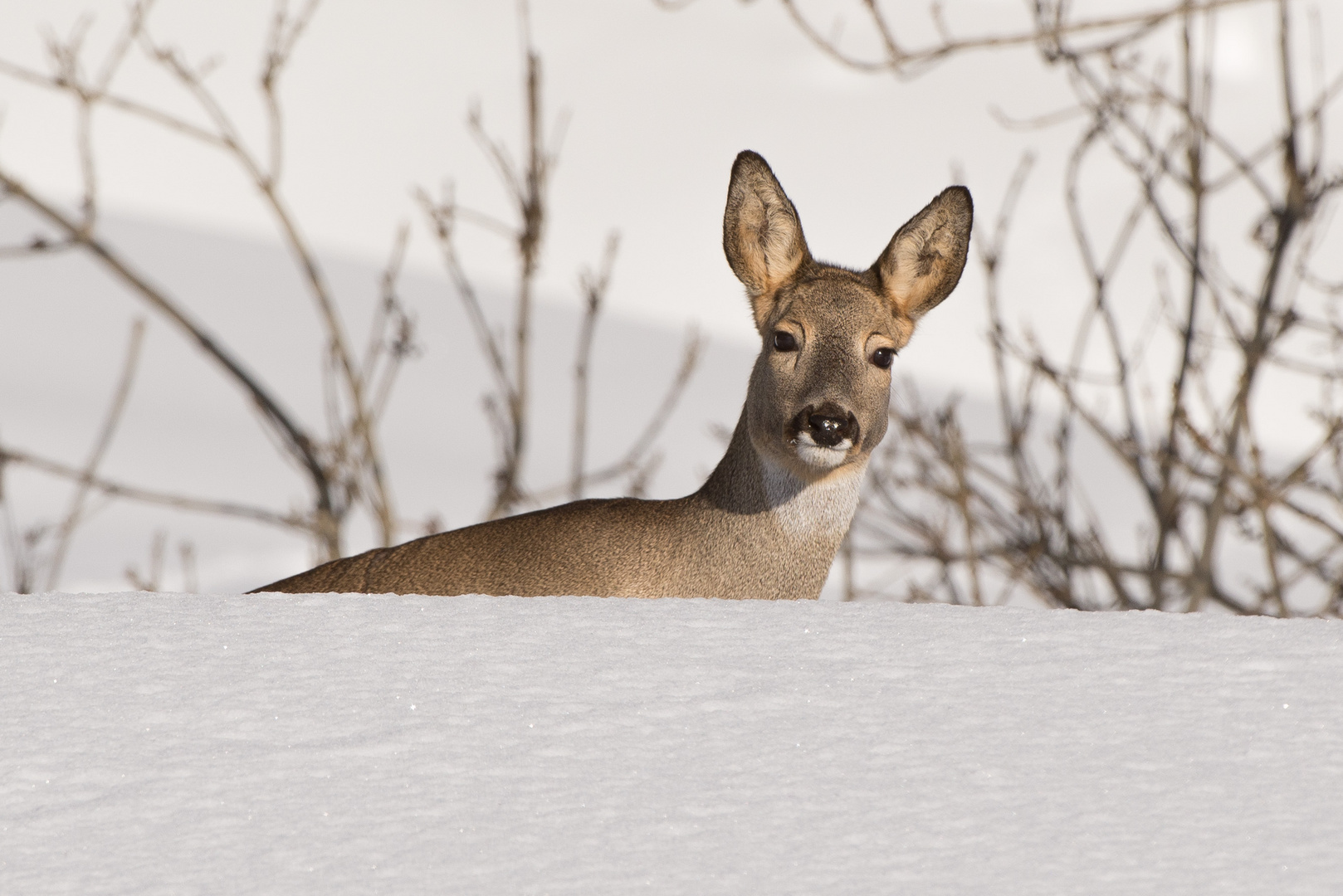 Reh (Capreolus capreolus); tief verschneiter Wechsel