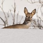 Reh (Capreolus capreolus); tief verschneiter Wechsel