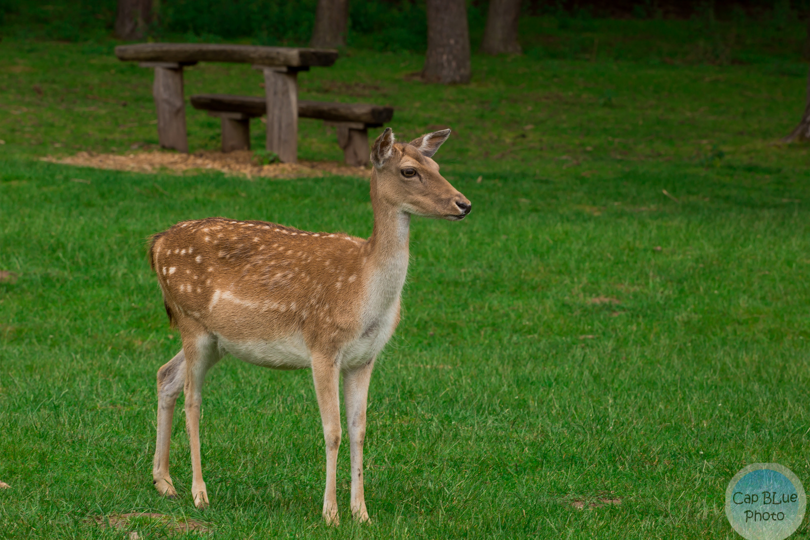 Reh (Damwild) im Wildpark Silz Südliche Weinstrasse