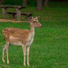 Reh (Damwild) im Wildpark Silz Südliche Weinstrasse