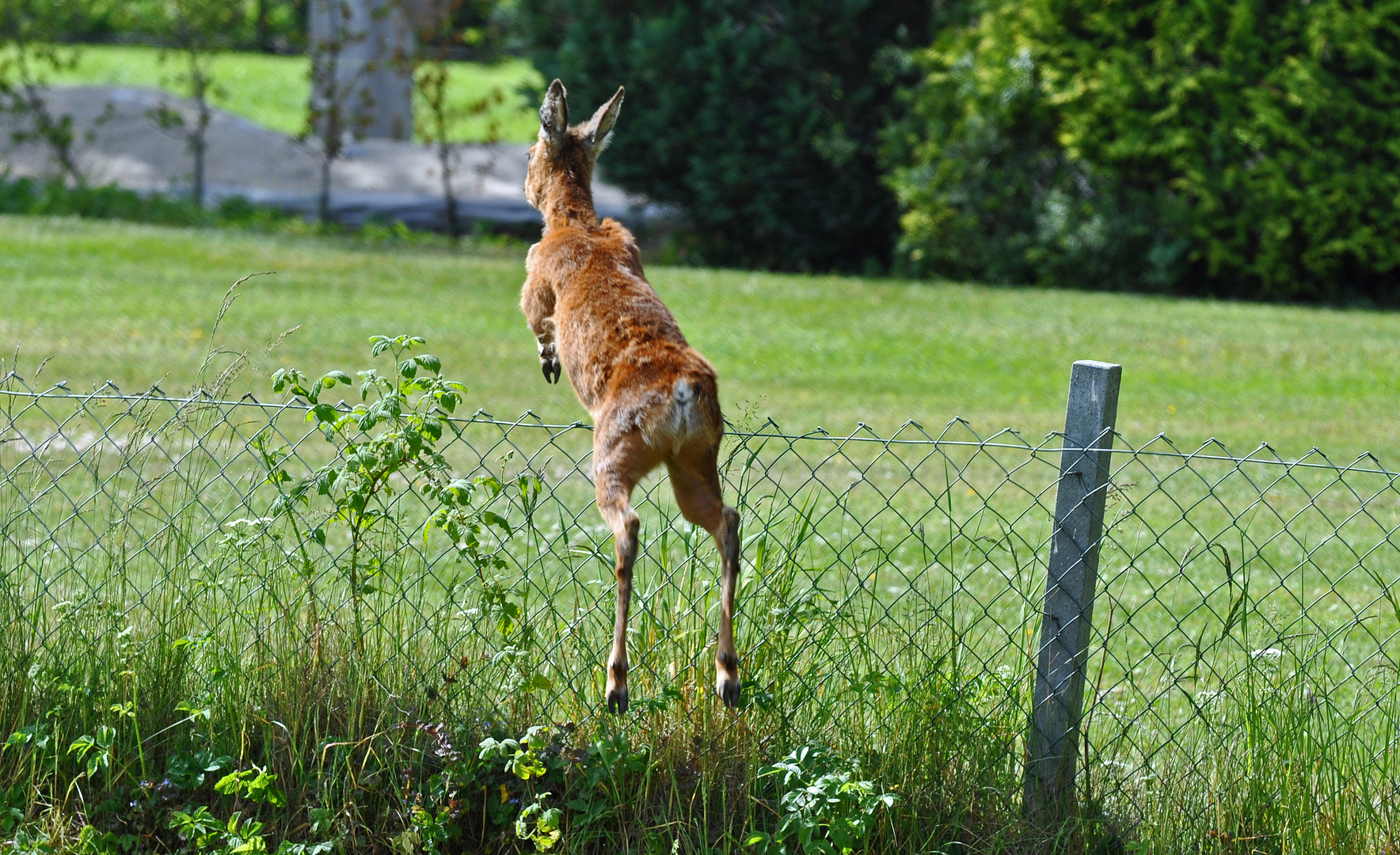 Reh, das wie ein Känguru aussieht.