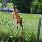 Reh, das wie ein Känguru aussieht.