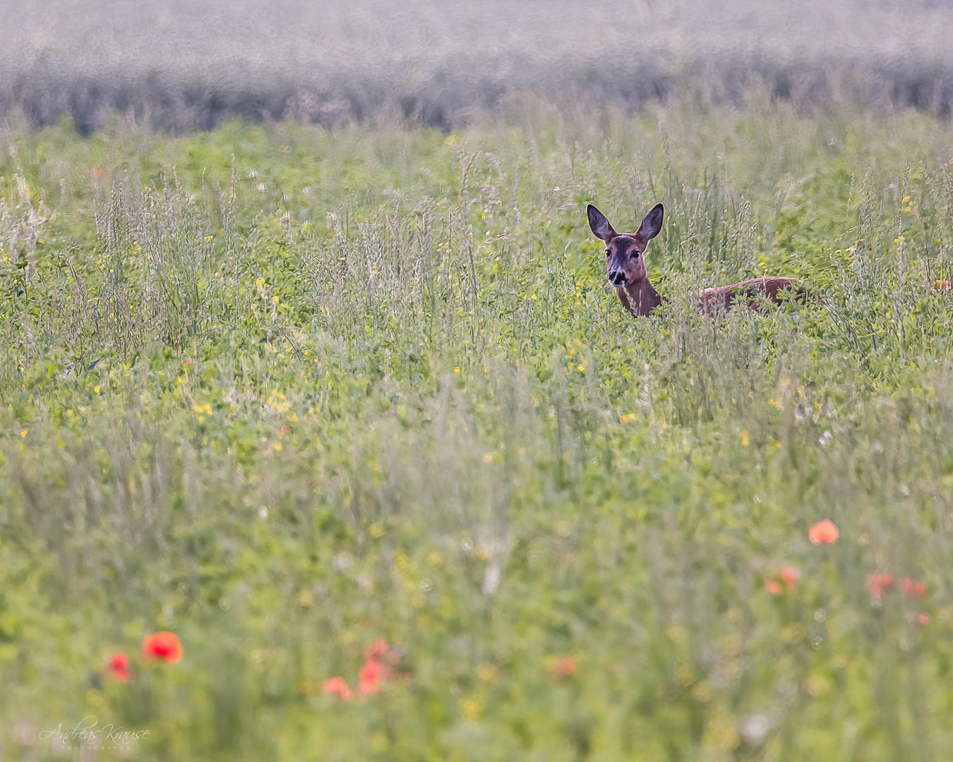 Reh  /Deer (Capreolus capreolus)