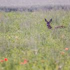 Reh  /Deer (Capreolus capreolus)