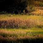 "Reh - Duo in der Abendsonne" und eigentlich wollt ich das gar nicht  Fotografieren