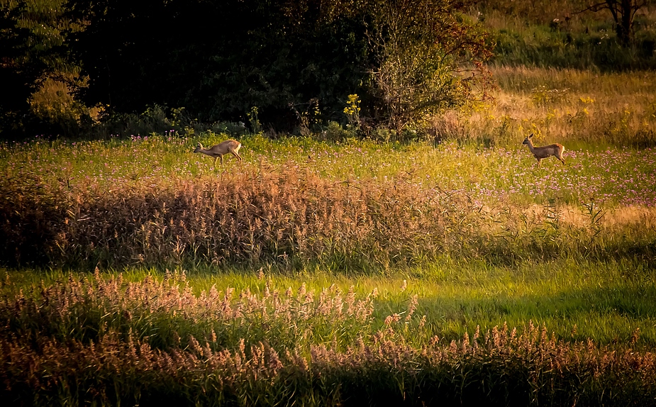 "Reh - Duo in der Abendsonne" und eigentlich wollt ich das gar nicht  Fotografieren