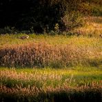 "Reh - Duo in der Abendsonne" und eigentlich wollt ich das gar nicht  Fotografieren