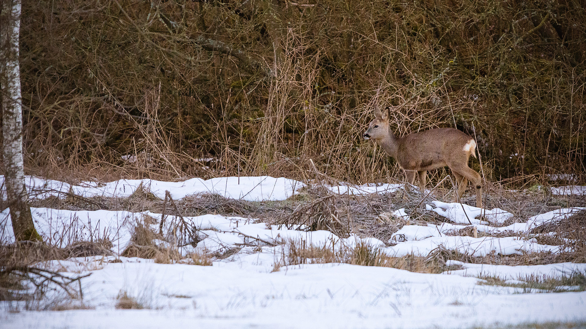 Reh - ein Suchbild