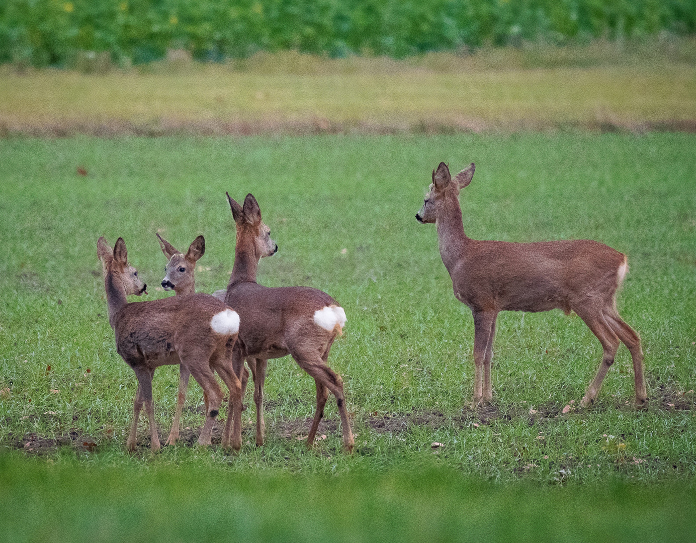 Reh-Familie 