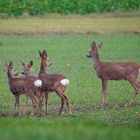 Reh-Familie 