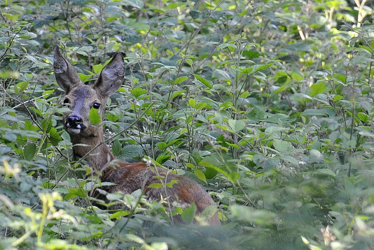 Reh gut getarnt im Wald