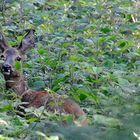 Reh gut getarnt im Wald