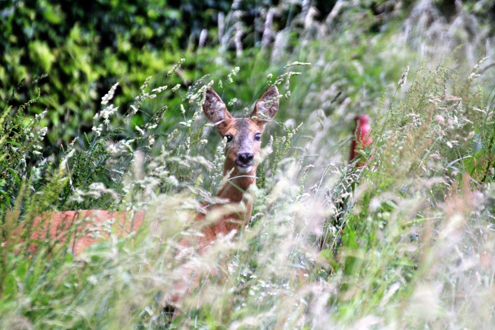 Reh , gut versteckt