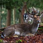 Reh (Hirsch), kann sich von der Weihnachtsdeko nicht trennen:-)