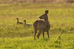 Reh im Abendrot