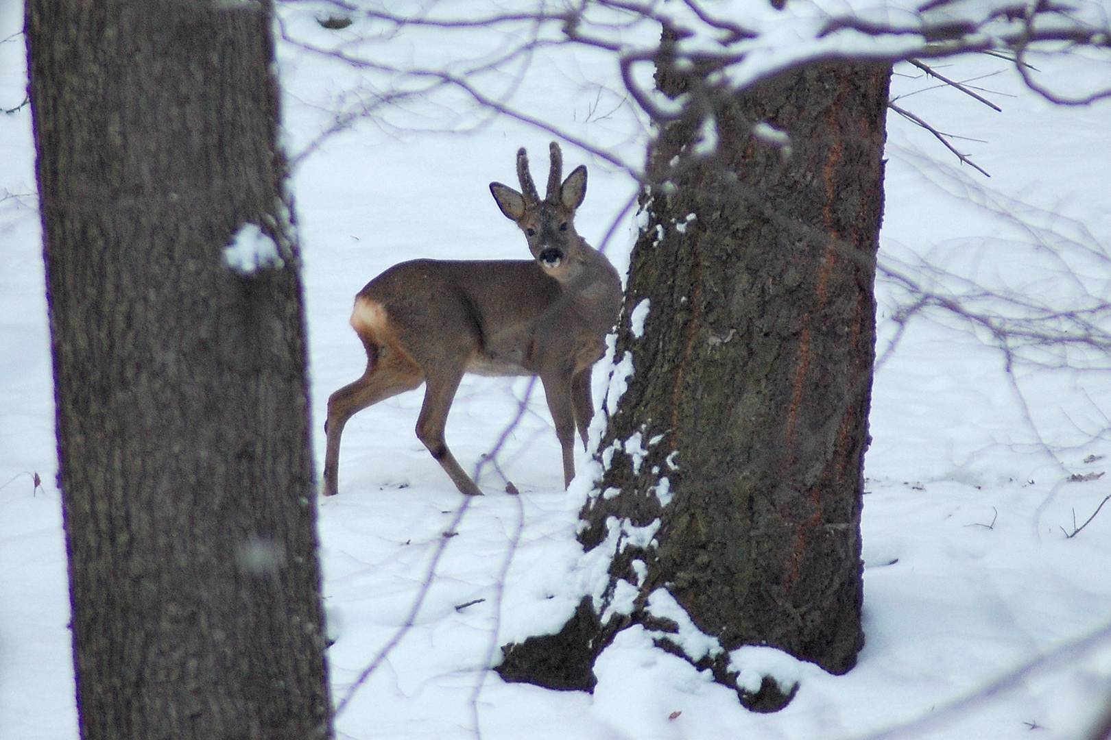 Reh im Arnsberger Wald