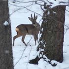 Reh im Arnsberger Wald