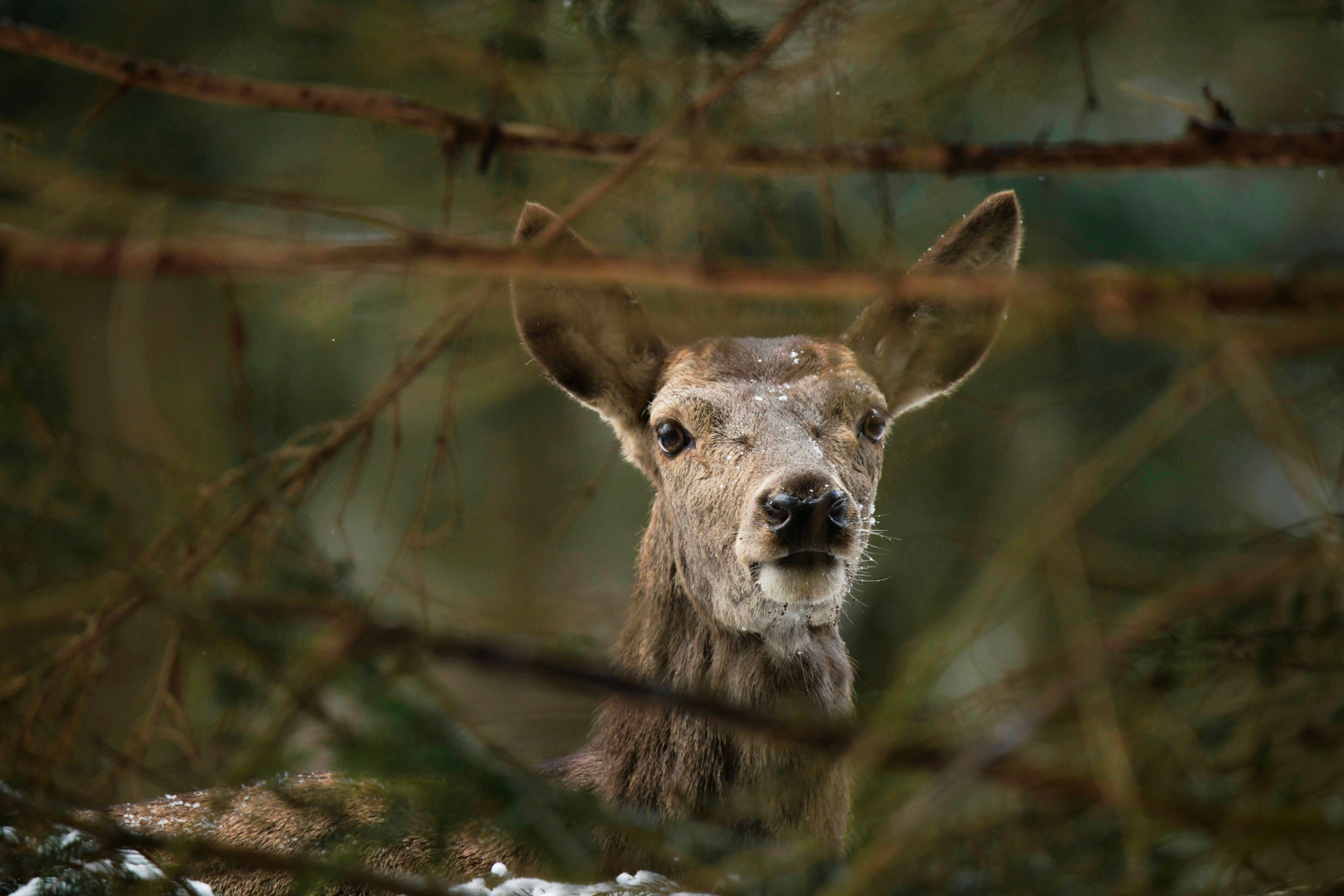 Reh im Blick