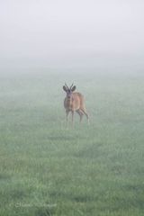 Reh im Bremer Blockland im Nebel