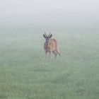 Reh im Bremer Blockland im Nebel