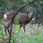 Reh im Bürgerpark