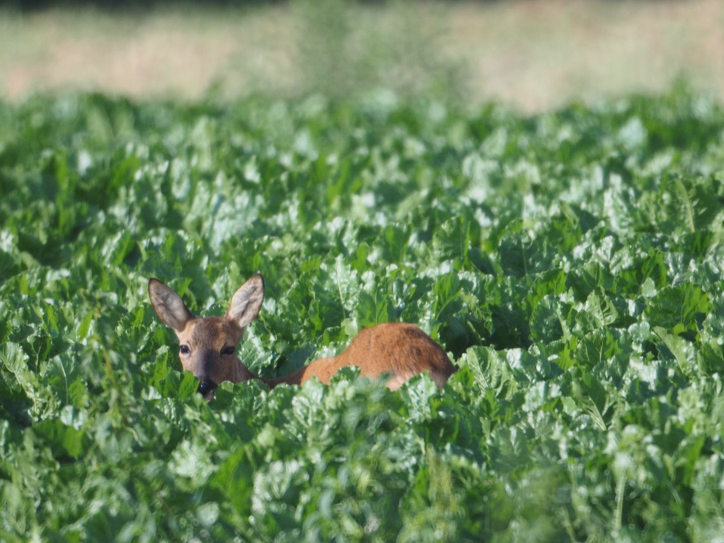 Reh im Feld