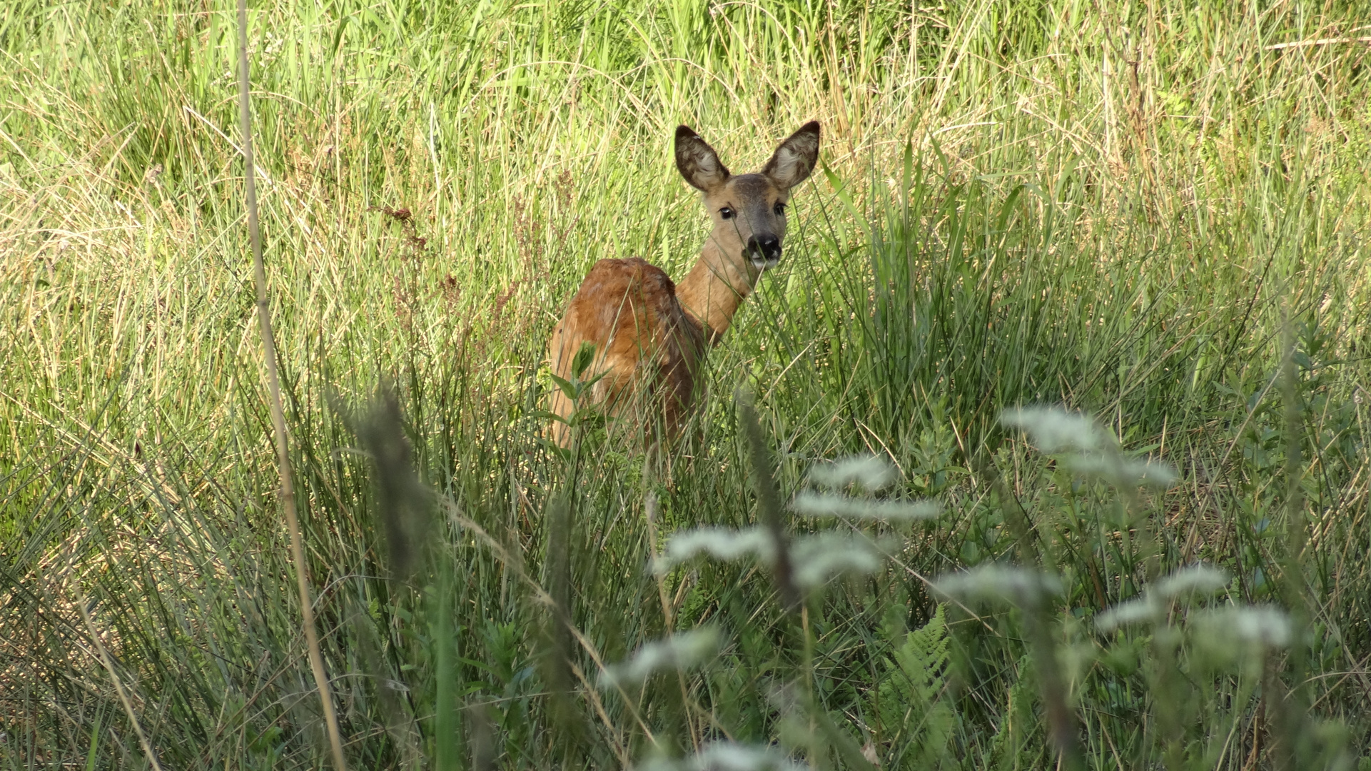 Reh im Feld