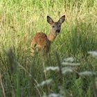 Reh im Feld