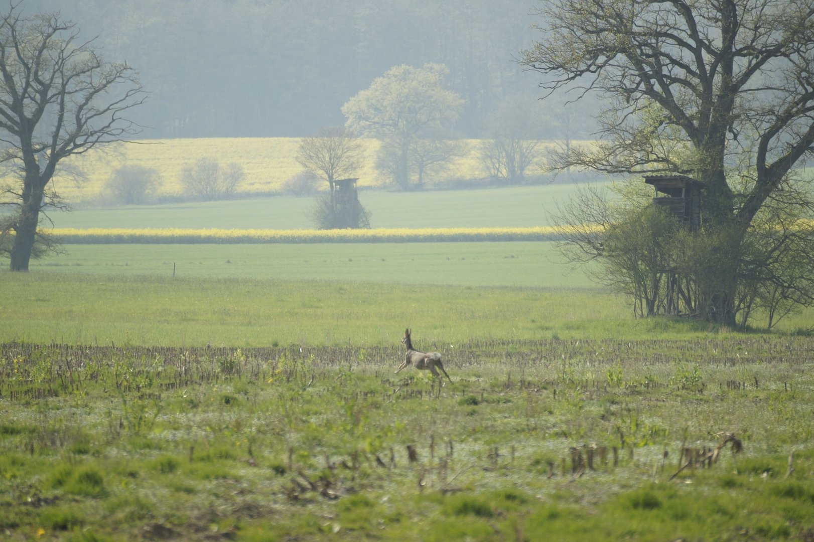 Reh im Feld 