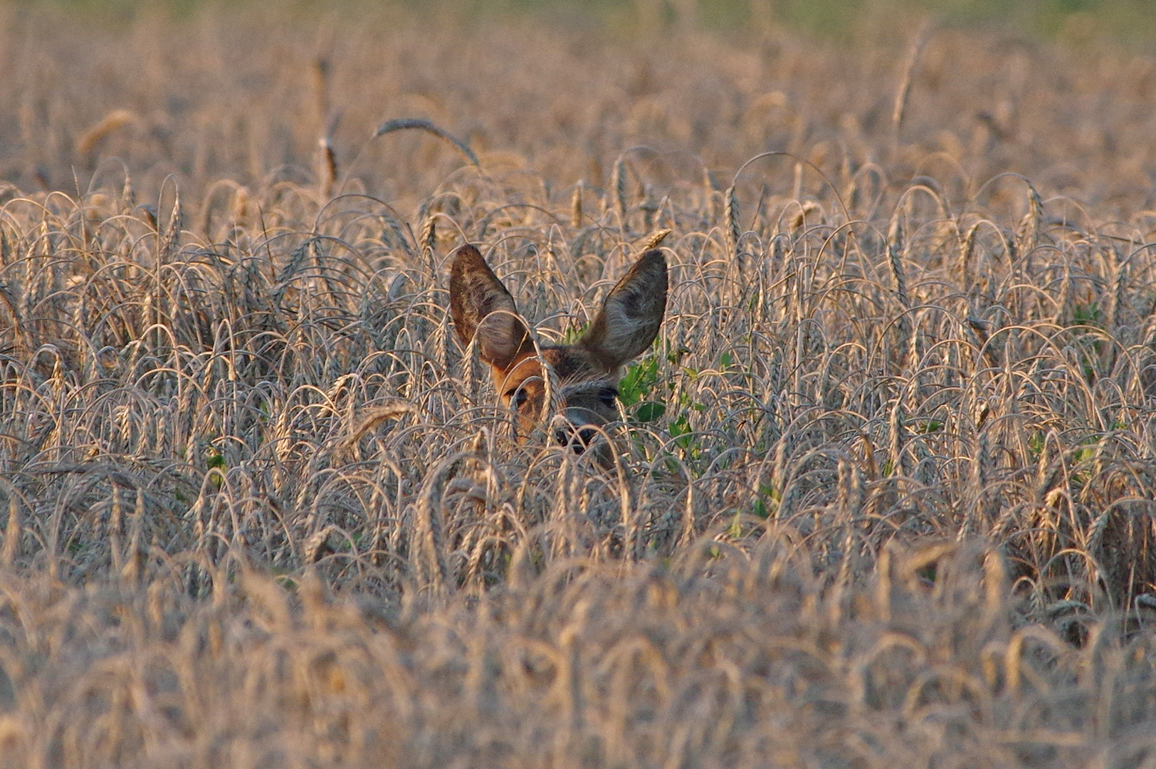 Reh im Feld