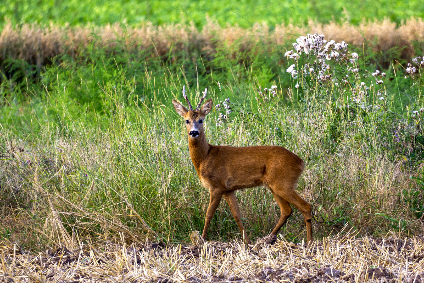 Reh im Feld