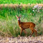 Reh im Feld