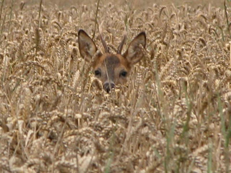 reh im feld